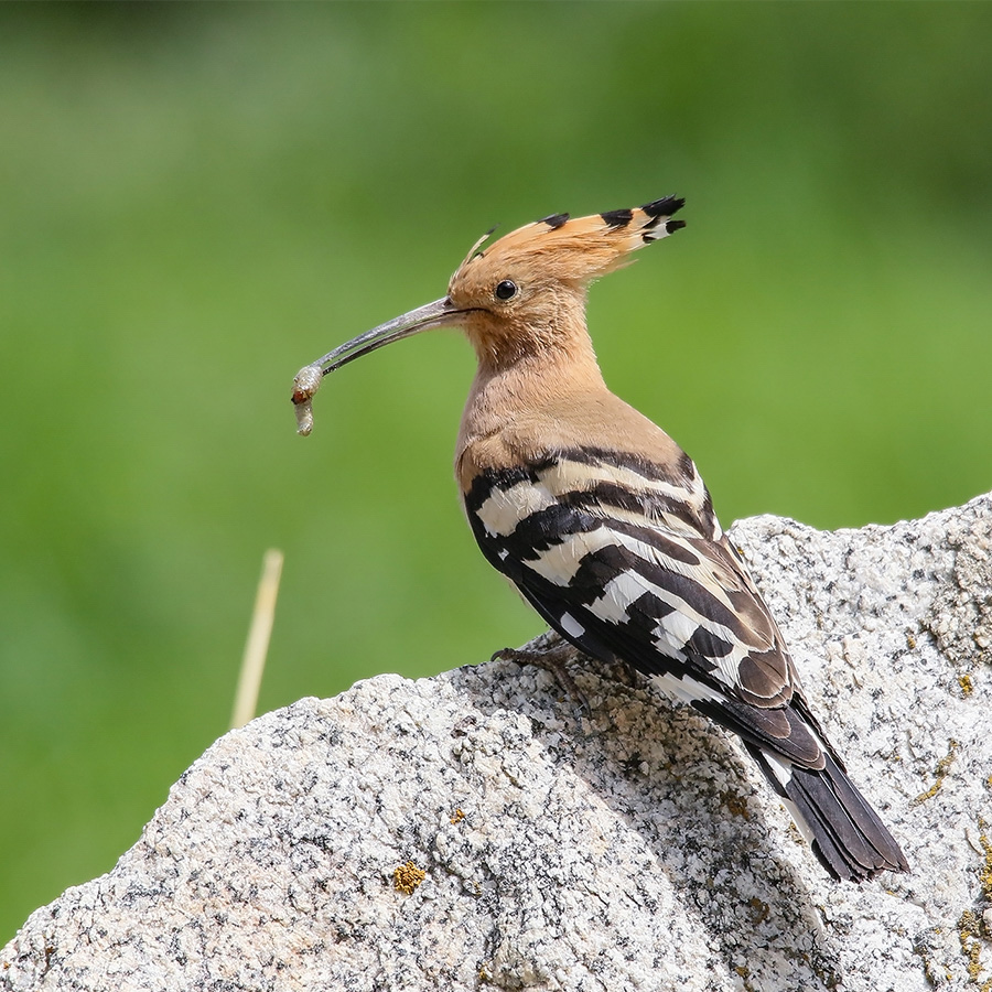 Birds of GilgitBaltistan Eurasian Hoopoe